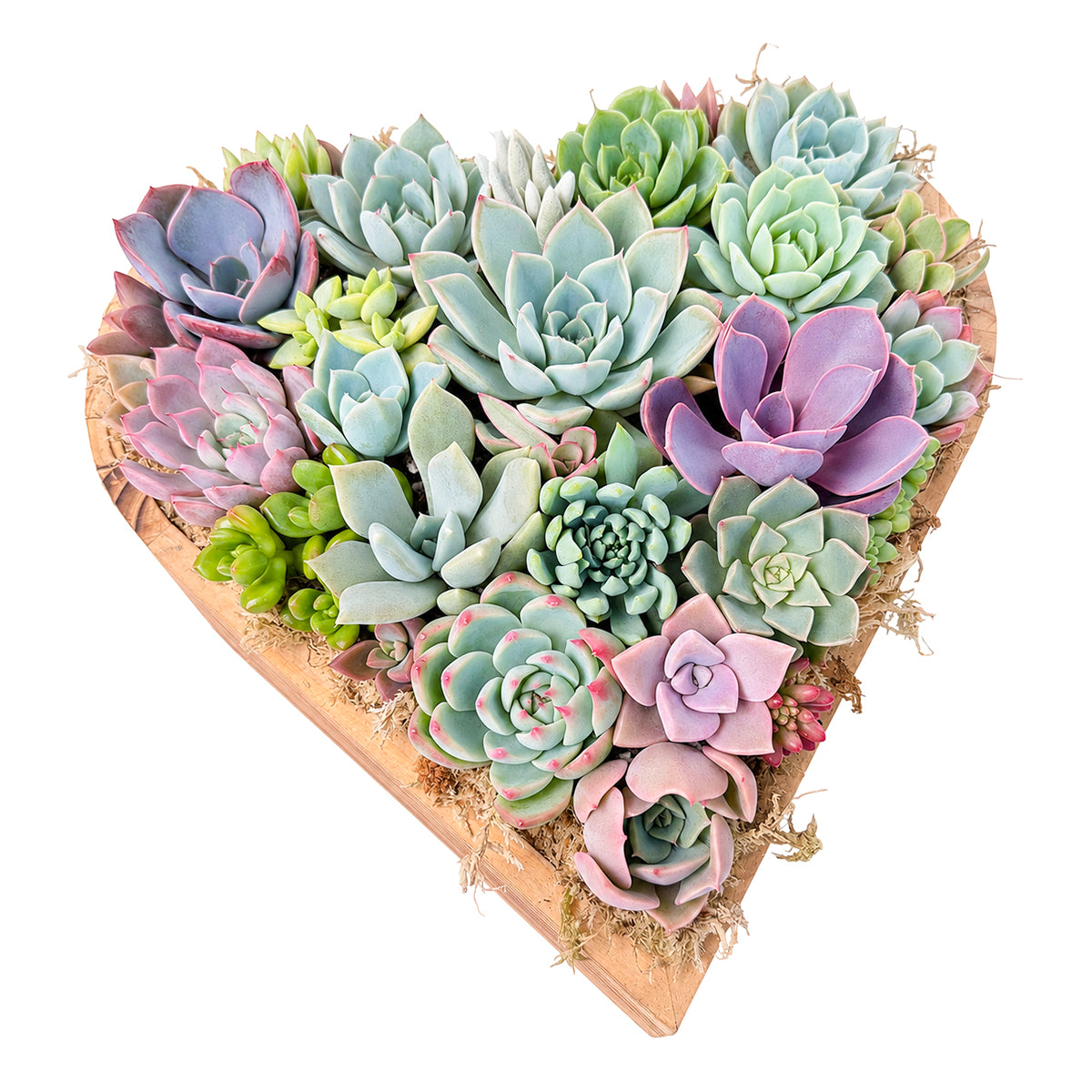 Large 10" Succulent Heart Arrangement for sale. A charming heart-shaped succulent garden that adds natural beauty to tables, shelves, and living spaces.