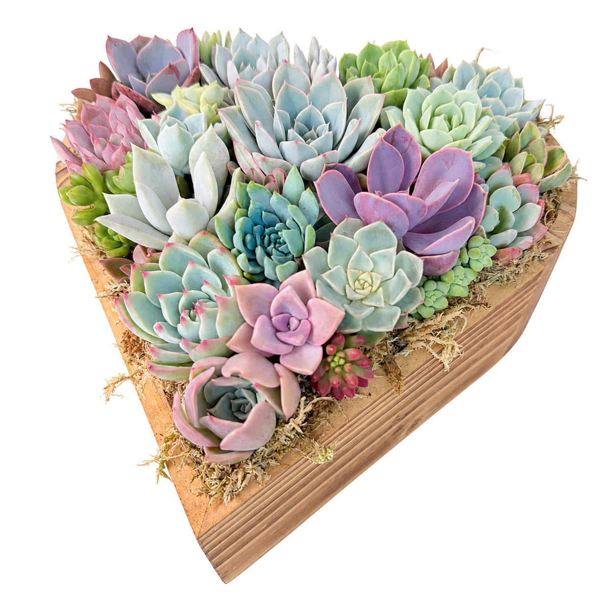 Buy Large 10" Succulent Heart Arrangement online. A decorative mix of succulents arranged into a unique heart-shaped design, ideal for plant lovers.