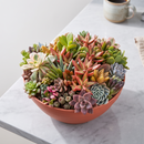 Buy Large 10" Round Terra Cotta Succulent Arrangement online. A beautiful mix of live succulents arranged in a 10-inch round terra cotta planter, perfect as a natural centerpiece.