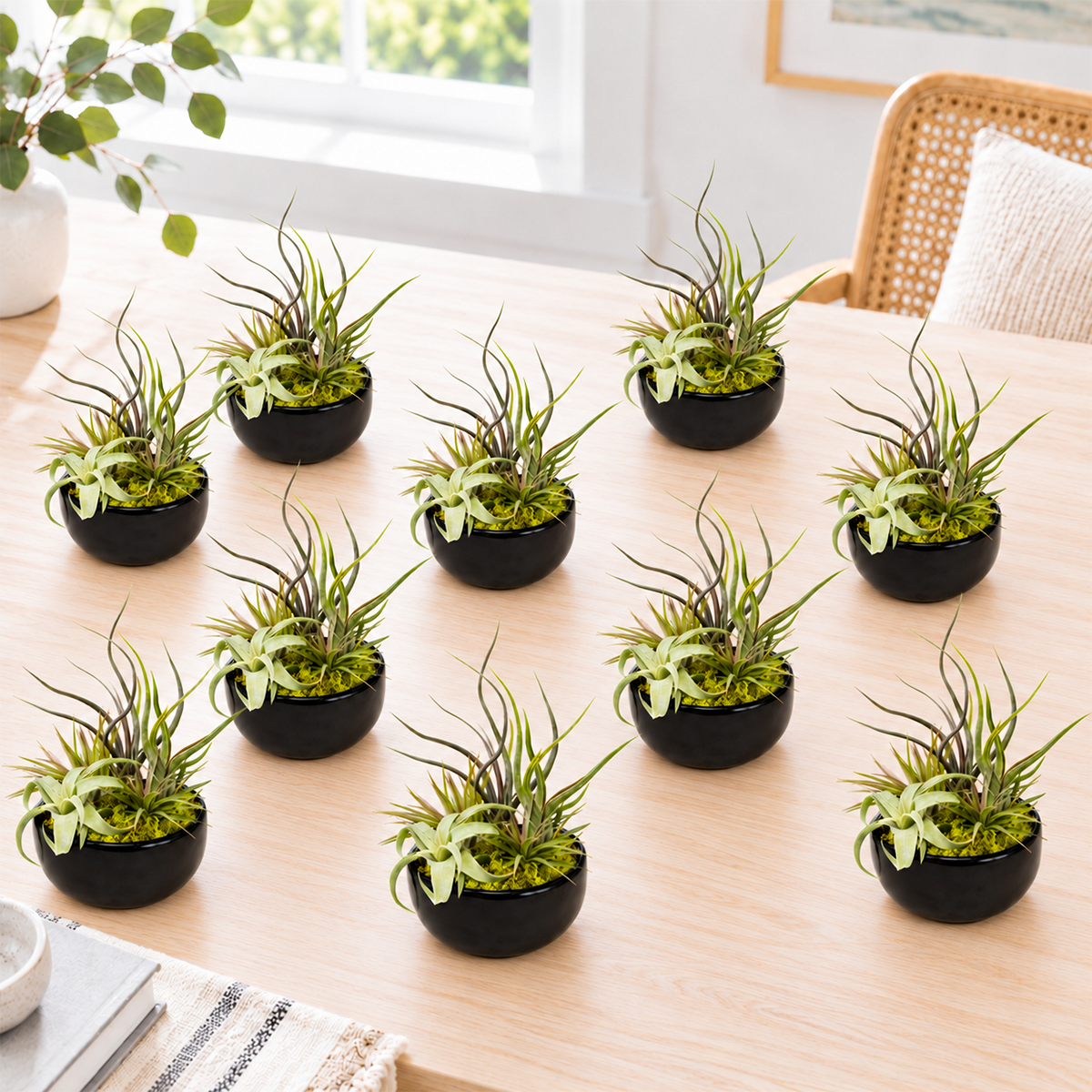 ten large air plants arranged in individual ceramic bowls displayed together, showing variety of green foliage and natural textures, ready-assembled gift set arrangement
