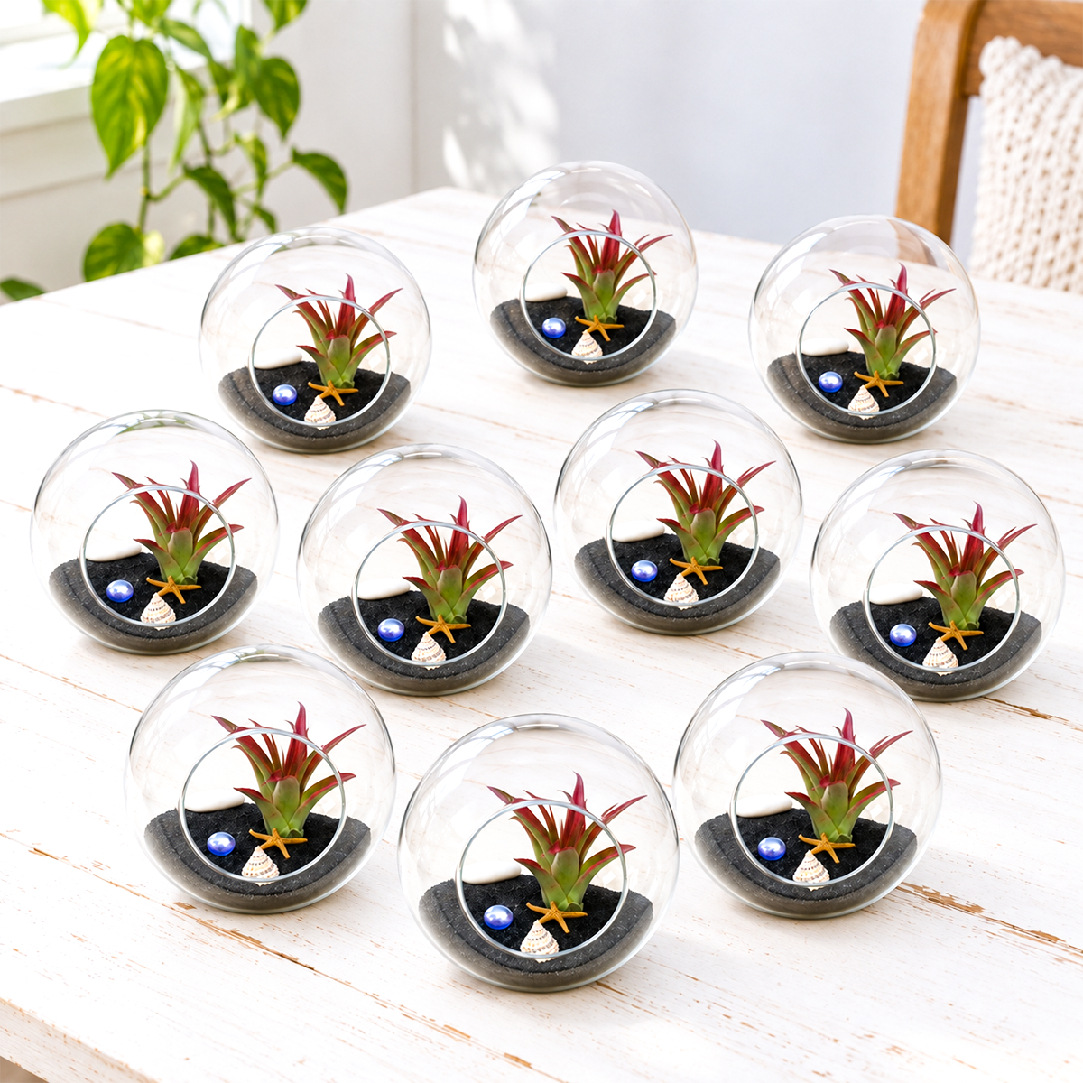 ten clear glass beach-style terrariums arranged in rows, each filled with black sand and displaying different varieties of tillandsia air plants in green, gray, and reddish tones, on a neutral background