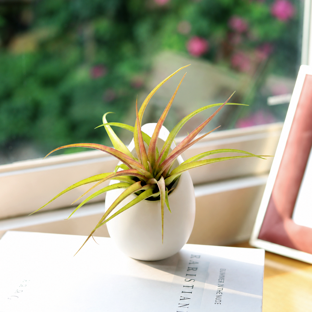 buy tillandsia sparkler air plant with large ivory ceramic vase live air plant 3x5 inch online, shiny deep green arching leaves with vivid rosy red-purple blushing color, smooth fountain-shaped growth form, dramatic blooming hybrid tillandsia, soilless low-maintenance care, nestled in smooth egg-shaped ivory ceramic vase ideal for desk or windowsill display, makes a striking and unique living gift for plant lovers and beginners alike