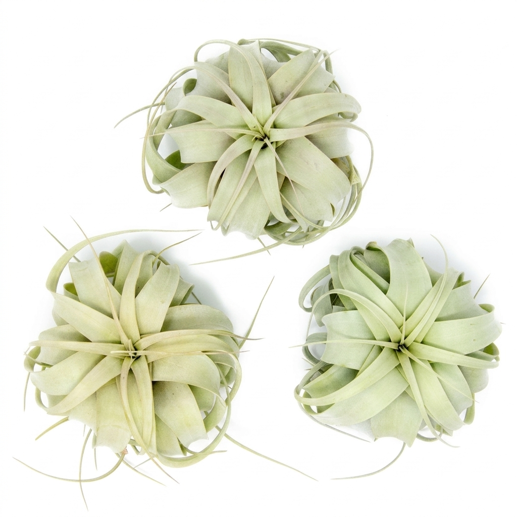 Large Tillandsia Xerographica 3 pack, Queen of air plants for home decor, Silver rosette air plants for centerpieces, Xerographica air plants for wedding decor