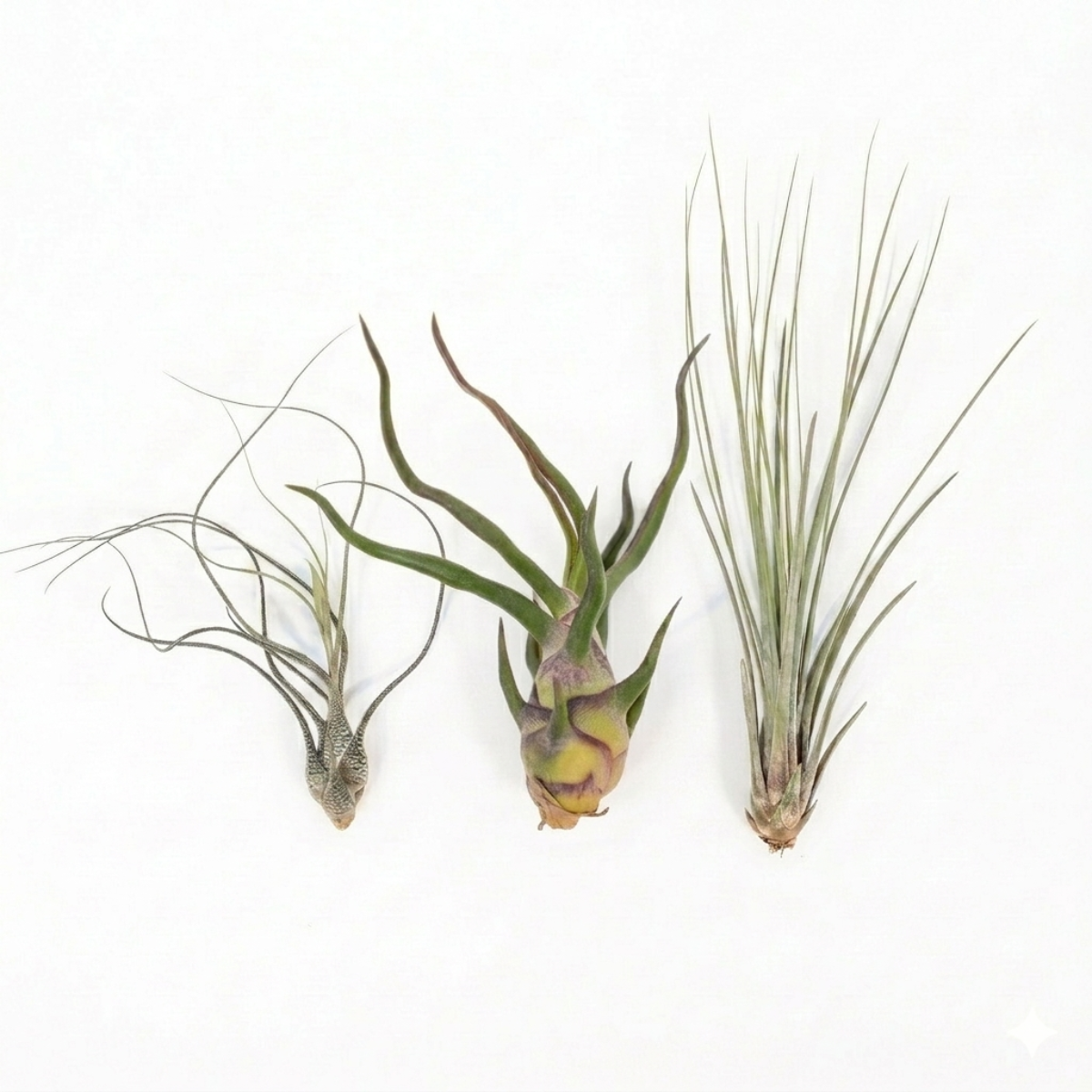 Large Tillandsia variety pack Juncea Butzii Bulbosa, Architectural air plants for modern home decor, Unique tall air plant assortment for indoor displays, Low maintenance sculptural plants for office desks
