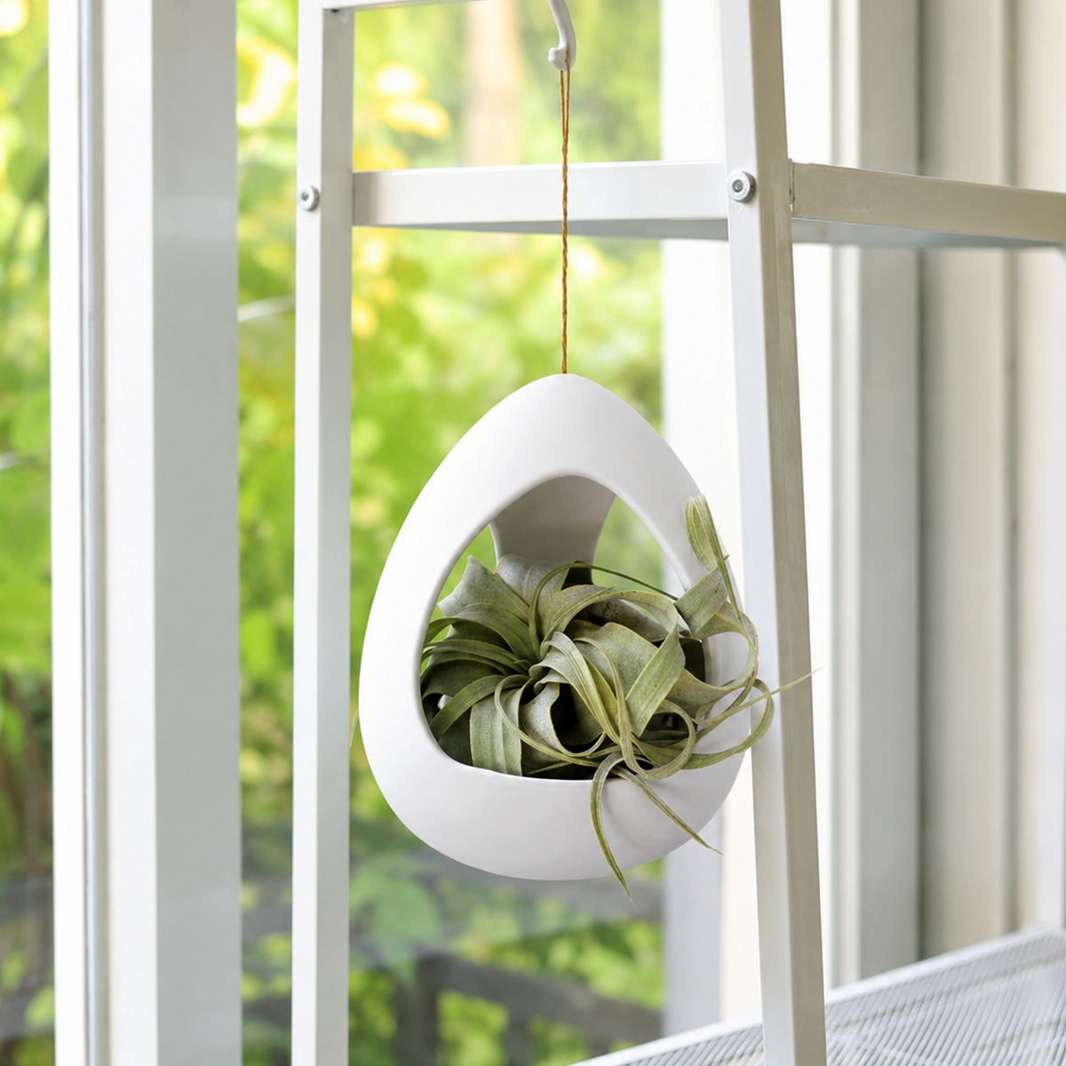 buy tillandsia xerographica with large white ceramic hanging pod live air plant online, silvery-green curling rosette leaves, slow-growing sculptural form, drought tolerant and easy care, modern boho wall decor accent, makes a unique and elegant living gift