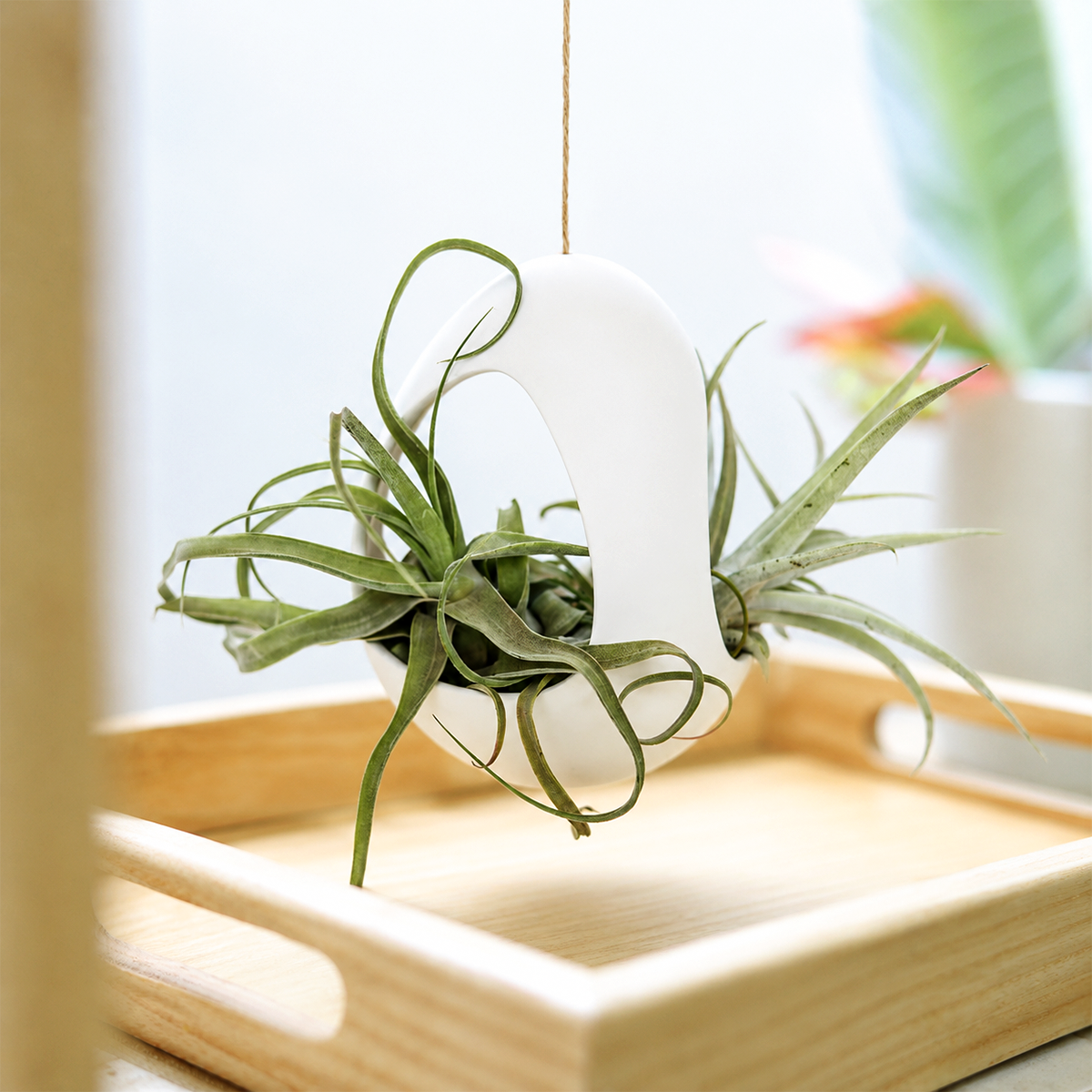 buy two assorted tillandsia plants with large white ceramic hanging pod live air plant online, silvery green rosette form, textured trichome leaves, compact epiphyte growth, easy care no soil, modern minimalist wall decor, elegant living gift for plant lovers