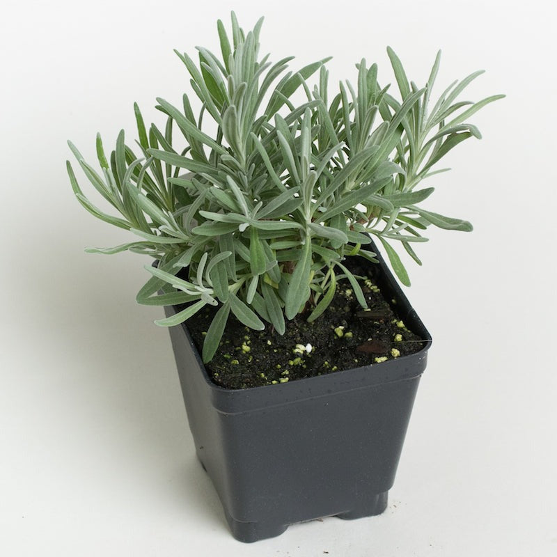 lavender munstead in 4 inch grower pot, english lavender for sale, english lavender live plant near me