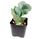 Lavender Scallops Kalanchoe, succulents shop in California, succulent care tips, succulent care guide, succulents garden, Rare succulents, succulent subscription, succulent care, monthly succulents, Lavender Scallops Kalanchoe in California, How to grow Lavender Scallops Kalanchoe