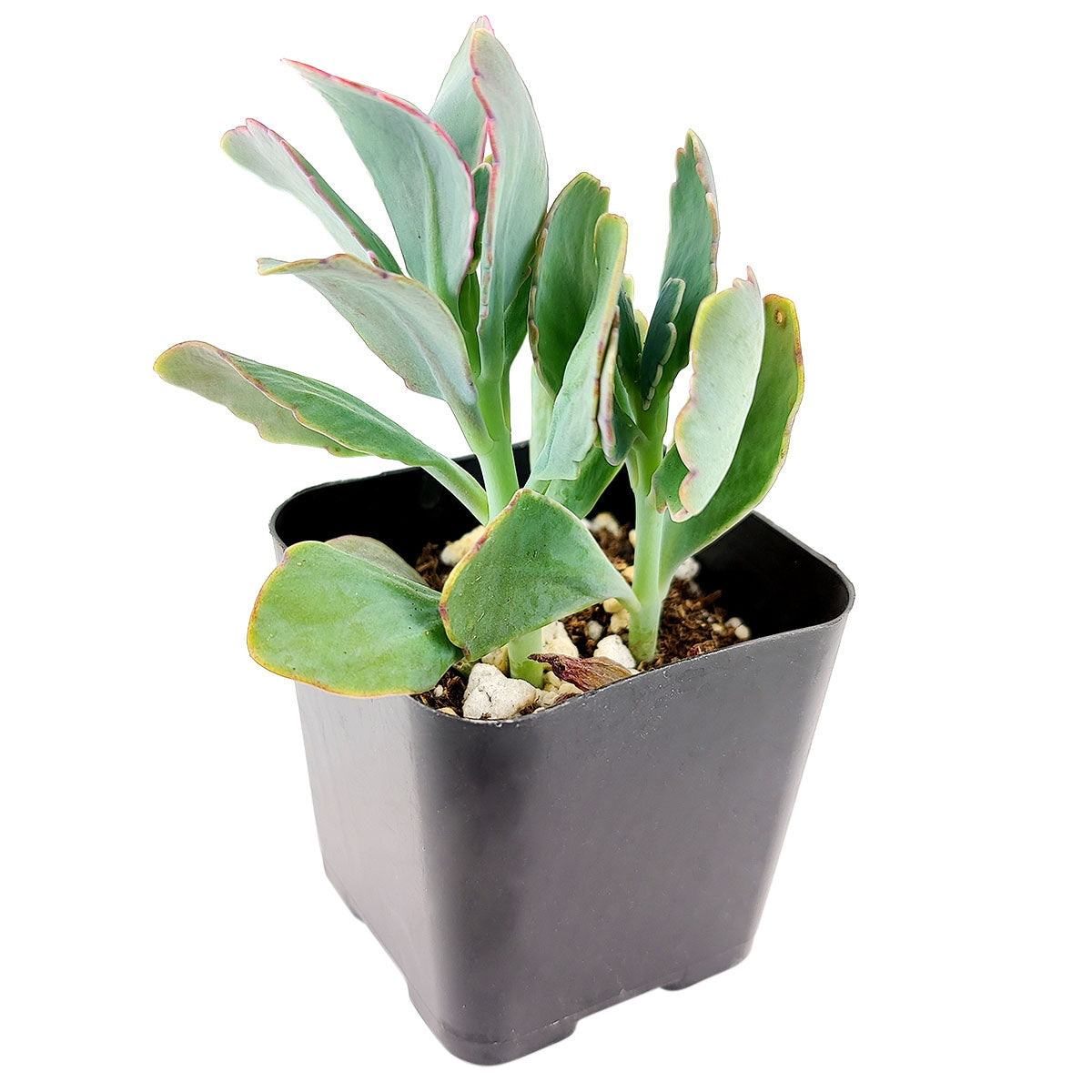 lavender scallops succulent care Lavender Scallops Kalanchoe