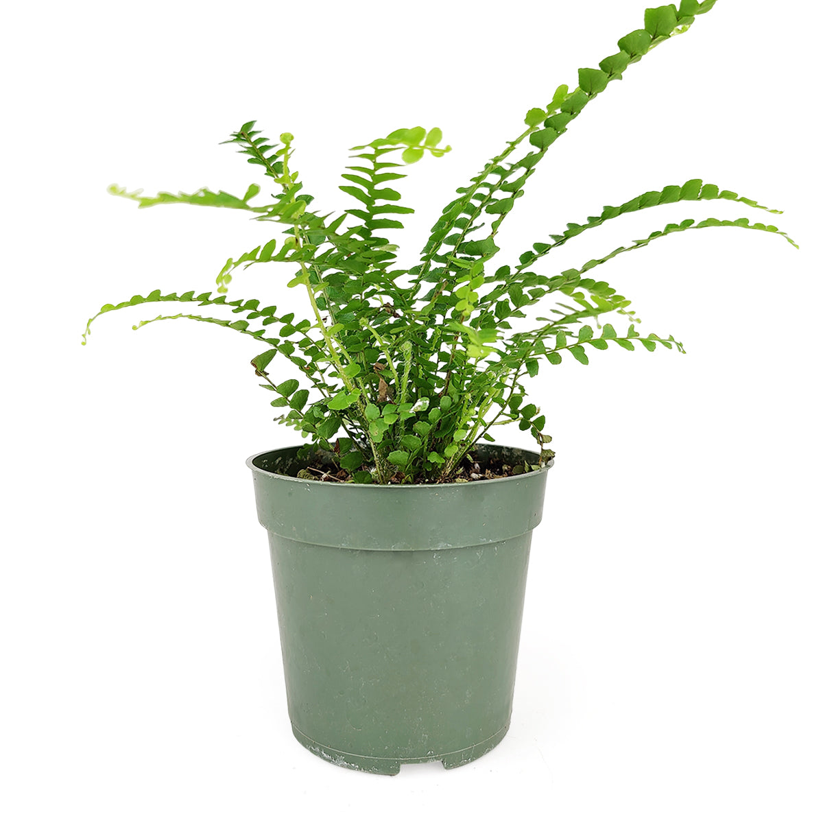 Lemon Button Fern, Fern Plant, How to Care for Lemon Button Fern, Easy Care Houseplants, Indoor Houseplants, Best Houseplant for Beginners, online plant nursery california