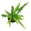 lemon button fern, fern plants, 4 inch houseplants, plants for sale