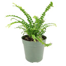 lemon button fern, fern plants, 4 inch houseplants, plants for sale