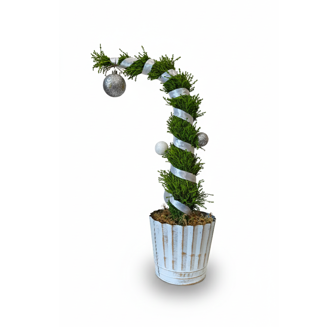 Lemon Cypress Tip Over Tree in Gold Wash Metal Tin, 6 inch Lemon Cypress plants, xmas decoration, live plants for sale