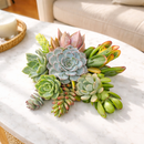 DIY Terrarium Kit, Wedding Favors, Party Favors, Succulent Gift, Fairy Garden Plants, Indoor Gardening