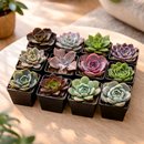 buy echeveria succulents pack online indoor plants, mixed echeveria rosette succulents starter kit, echeveria plant pack for beginners succulent gardening