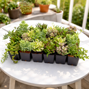 Trailing &amp; Strings Succulent Pack for sale, Rare Succulents, String of Dolphins, String of Bananas, Vertical Garden Plants, Indoor Hanging Vines, 2 inch Potted Plants, hanging string succulents for bright indoor spaces