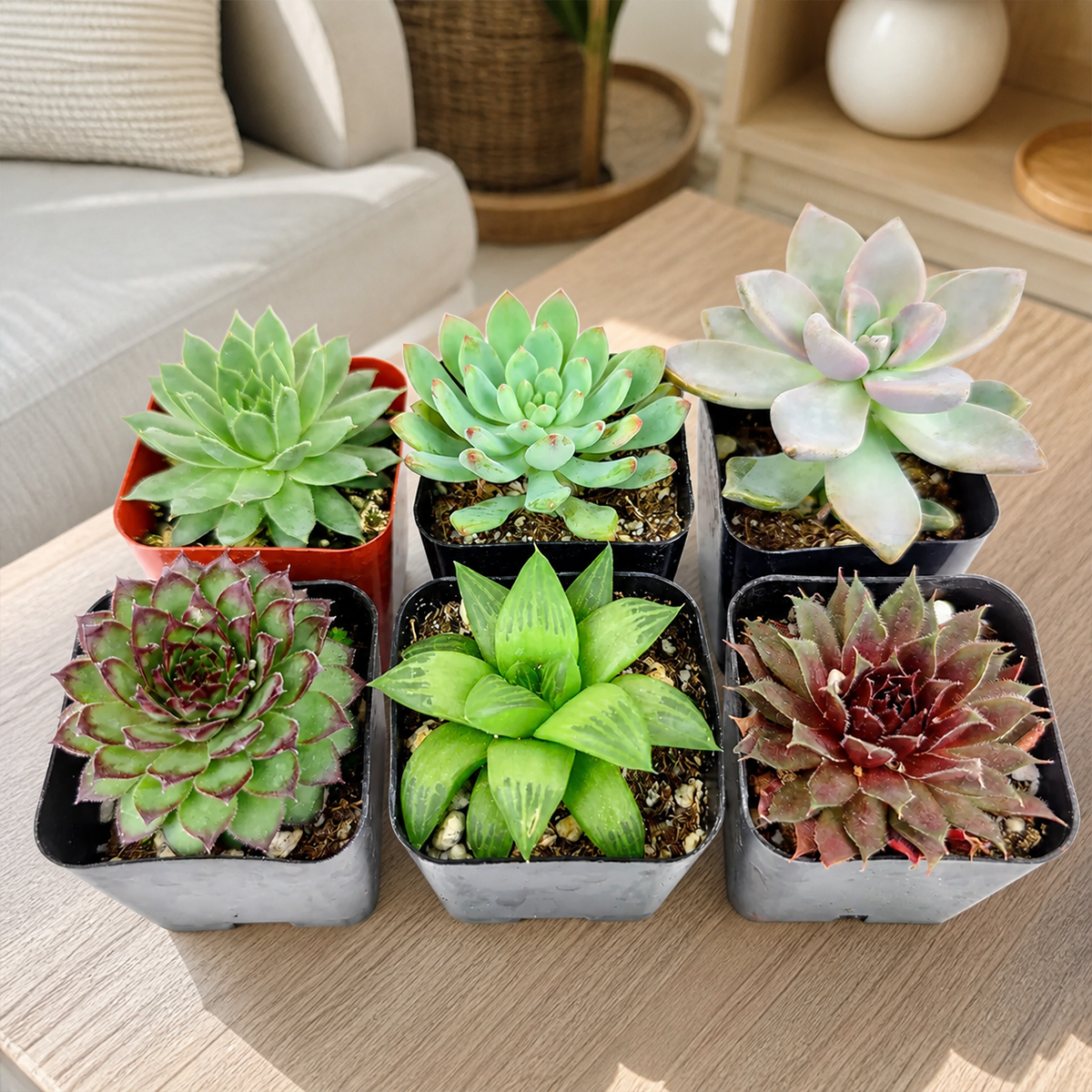Rosette Succulent Pack for sale, rosette succulent pack for beginners indoor gardening, symmetrical rosette succulents collection for decor, small rosette succulents for apartment living decor, housewarming gift rosette succulents collection