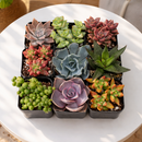 Succulent Gift Box for sale, relaxing self care succulent gift set, graduation gift succulent plant sampler, Live Succulent Set (9-16 Pack), 2-inch Potted Assorted Plants, Indoor Garden Sampler, Gift for Her, Birthdays, or Housewarming