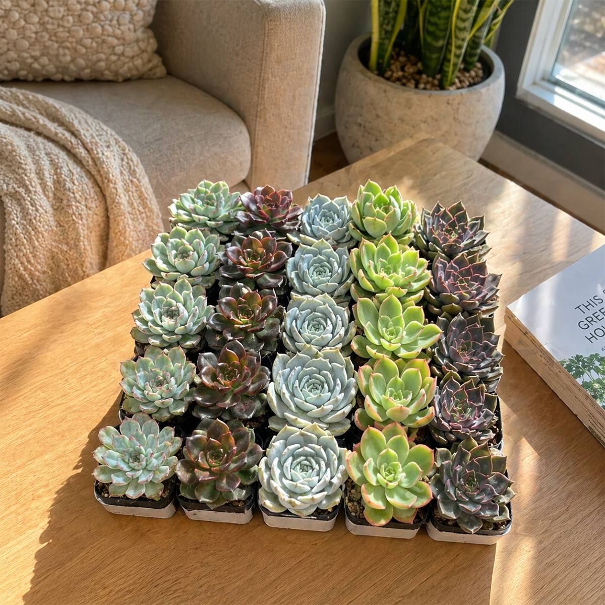 Echeveria Bulk Pack for sale, wholesale echeveria succulent pack large quantity plants, echeveria plants bulk for party favors and gifts, echeveria bulk pack rare and common varieties