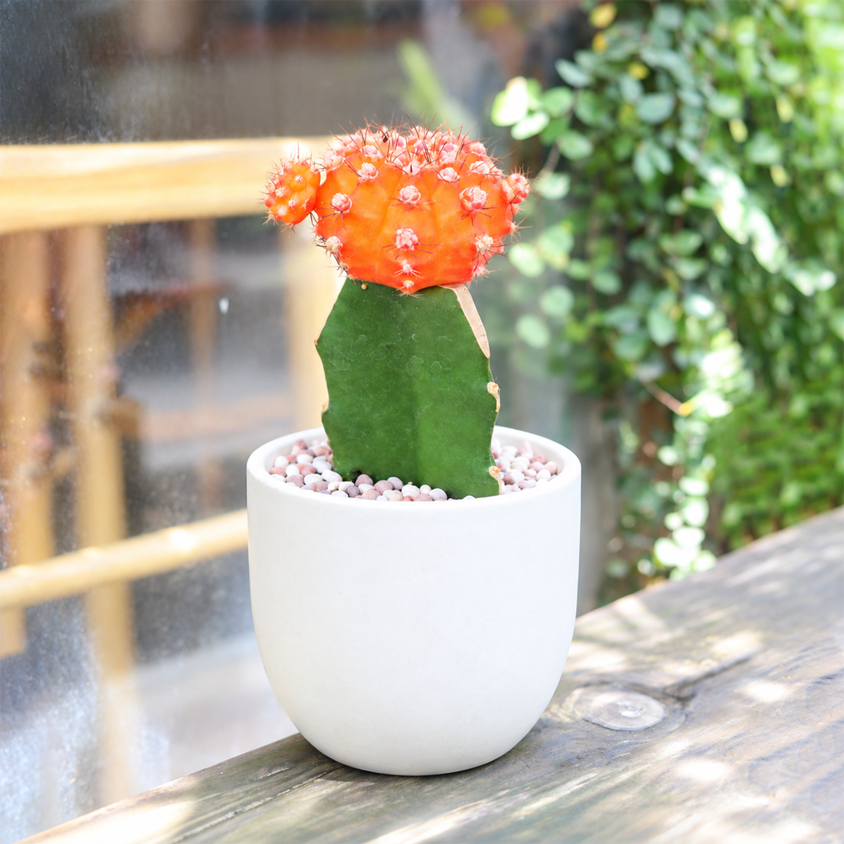 buy Gymnocalycium mihanovichii - Grafted Moon Cactus (Orange) live cactus 2 inch online, bright orange grafted cactus, unique globular form, beginner friendly, tolerates dry air, low water needs, ideal for desks, a fun gift for plant lovers