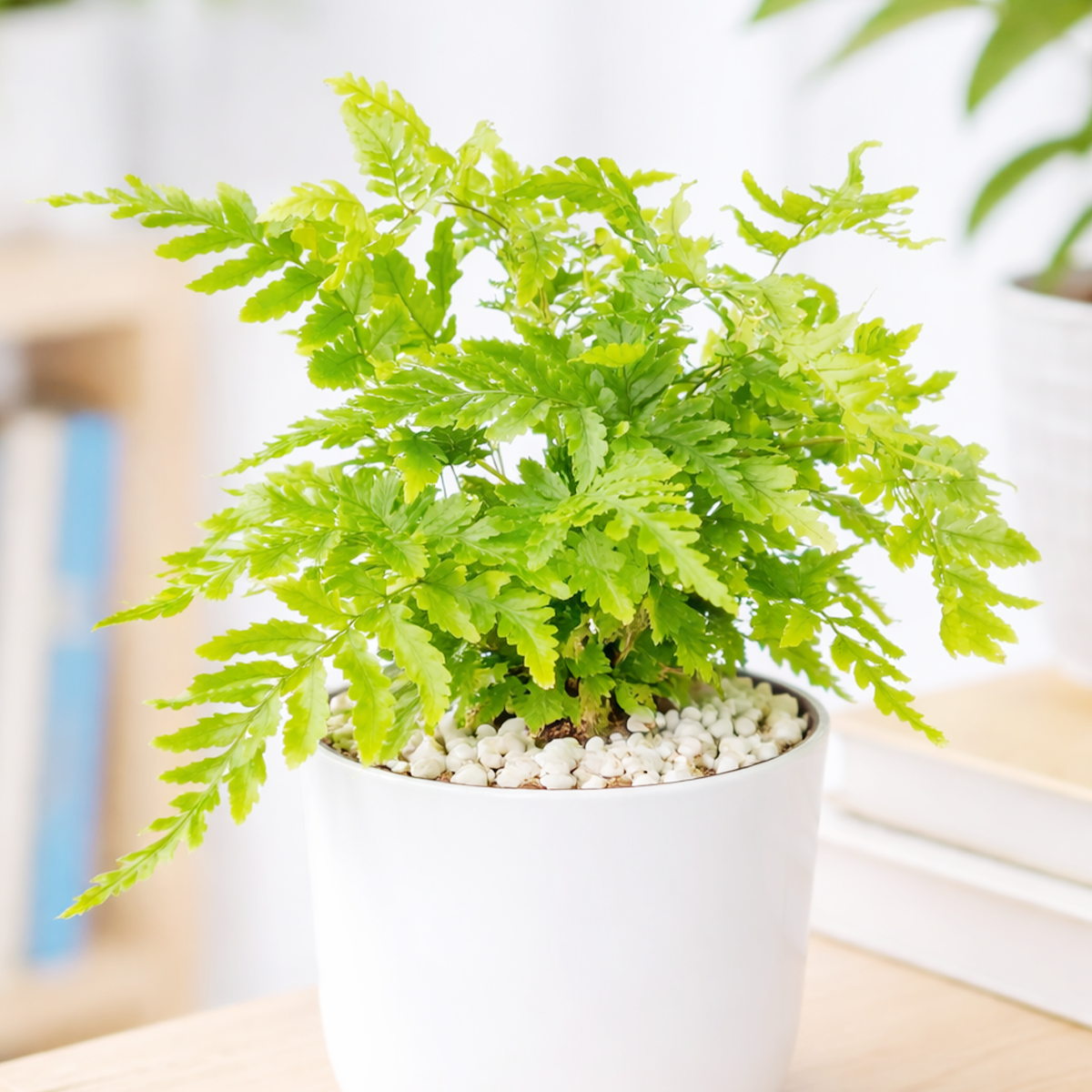 Autumn Fern, Dryopteris erythrosora, Japanese Shield Fern, Colorful Foliage Houseplants, Seasonal Ferns, Shady Houseplants, pest-free houseplant, best online nursery california