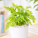 Autumn Fern, Dryopteris erythrosora, Japanese Shield Fern, Colorful Foliage Houseplants, Seasonal Ferns, Shady Houseplants, pest-free houseplant, best online nursery california