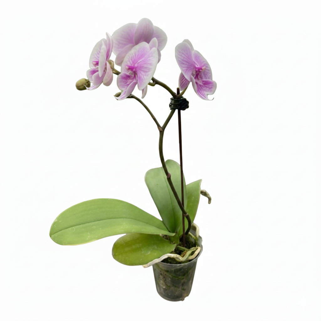 3 inch Light Pink Phalaenopsis Orchid in plastic pot, 3 inch flowering houseplants, feng shui houseplants for sale