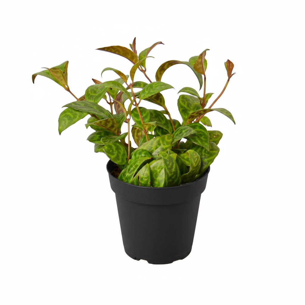 4 inch Lipstick Black Pagoda, trailing houseplants, easy-care plants, buy live plants online