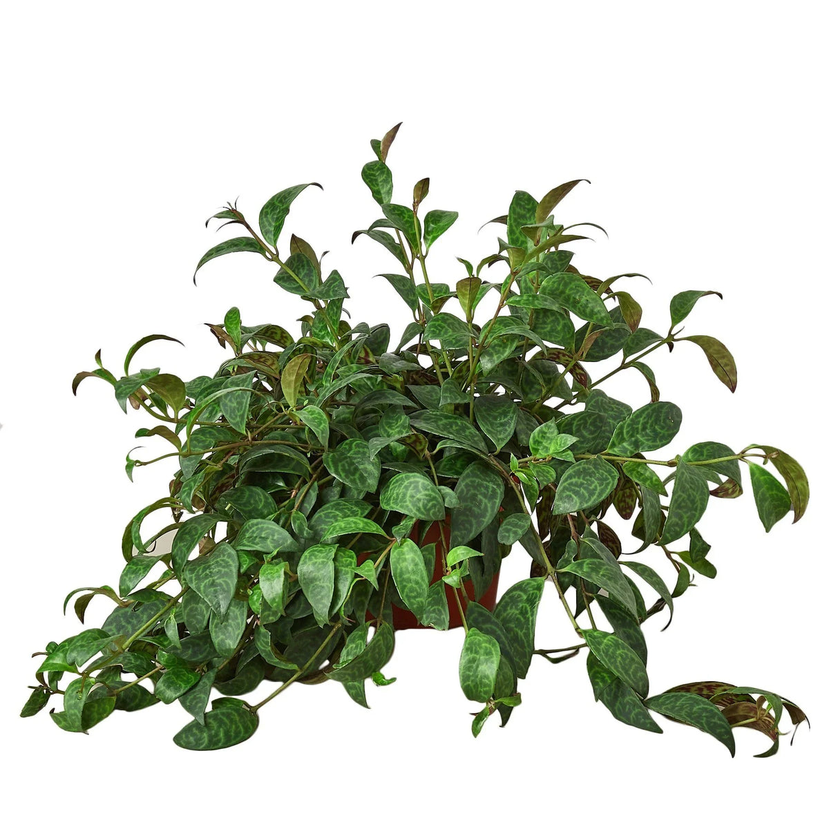 6 inch Aeschynanthus longicaulis, Black Pagoda Lipstick Plant for sale near me, Decorative hanging plant