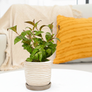 6 inch Aeschynanthus longicaulis, Black Pagoda Lipstick Plant for sale near me, Decorative hanging plant