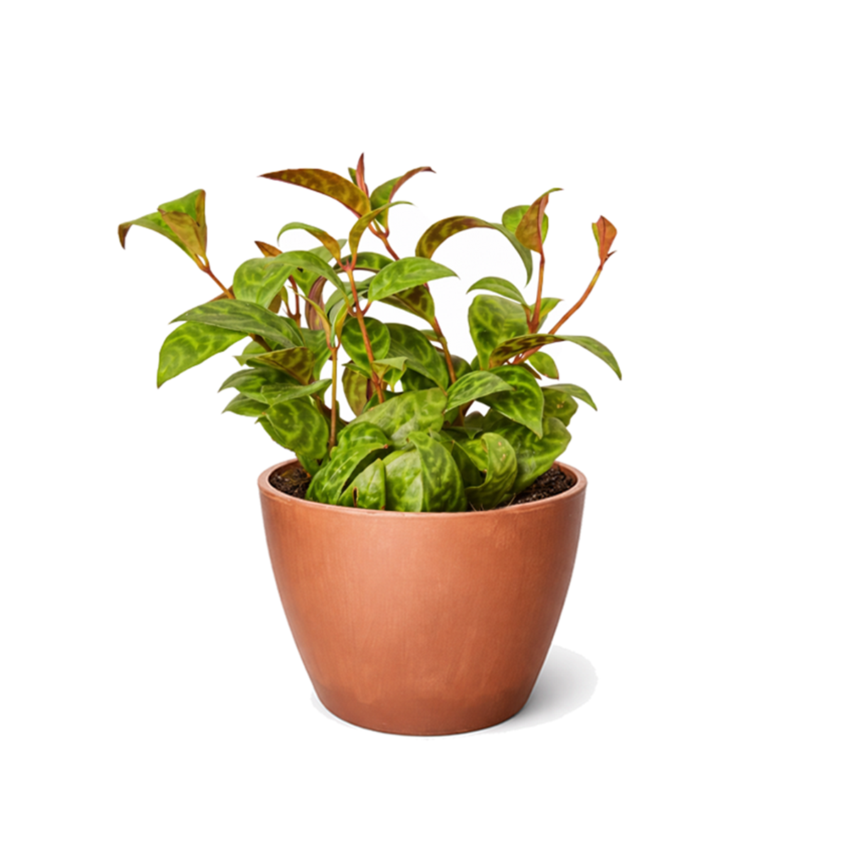 4 inch Lipstick Black Pagoda, 4 inch tropical houseplants for sale, buy Lipstick Black Pagoda online