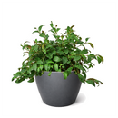 6 inch Lipstick Black Pagoda, 4 inch tropical houseplants for sale, buy Lipstick Black Pagoda online