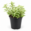 A variegated trailing houseplant with green and cream leaves, potted in a black plastic nursery pot, photographed against a clean white background.