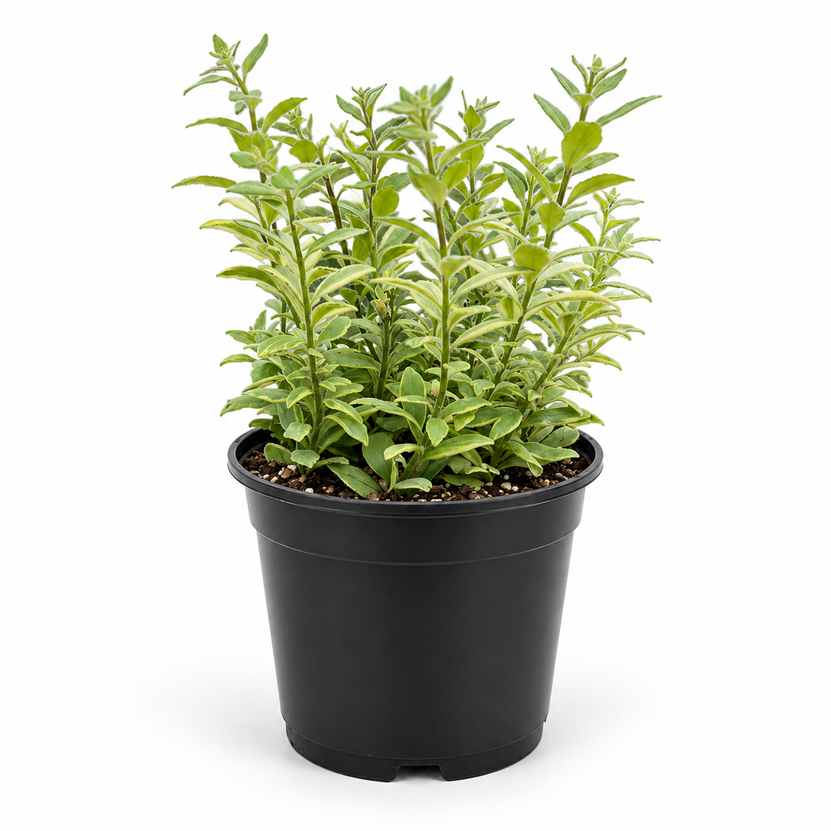A variegated green and yellow ornamental plant in a black plastic nursery pot, photographed against a seamless white background.