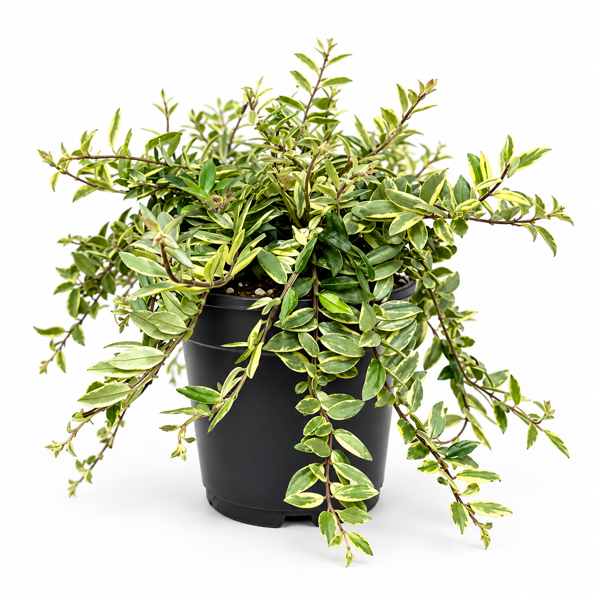 A variegated trailing houseplant with green and cream leaves, potted in a black plastic nursery pot, photographed against a clean white background.
