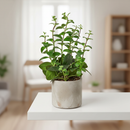 Buy Lipstick Plant online, Lipstick Plant young plant with dense green leaves in pot, Lipstick Plant indoor greenery with thick glossy leaves