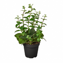 Buy Lipstick Plant online, Lipstick Plant young plant with dense green leaves in pot, Lipstick Plant indoor greenery with thick glossy leaves