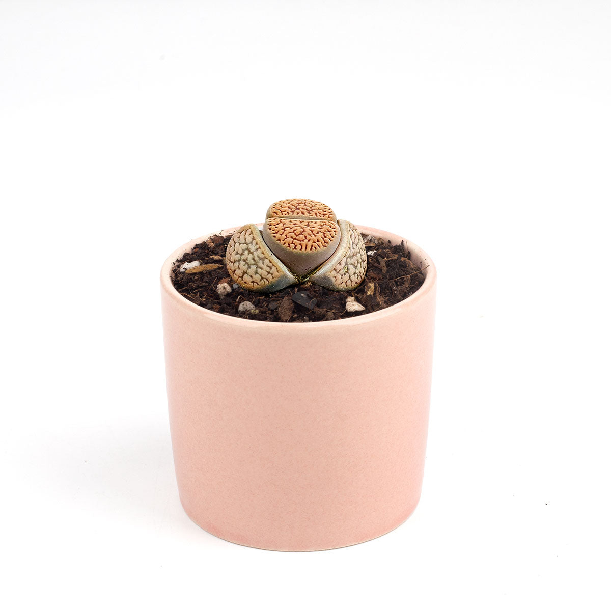 live succulent near me Lithops Living Stones Live Cactus - Easy To Grow Succulents