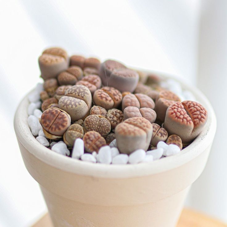 Lithops Living Stones Live Cactus - Succulents Box
