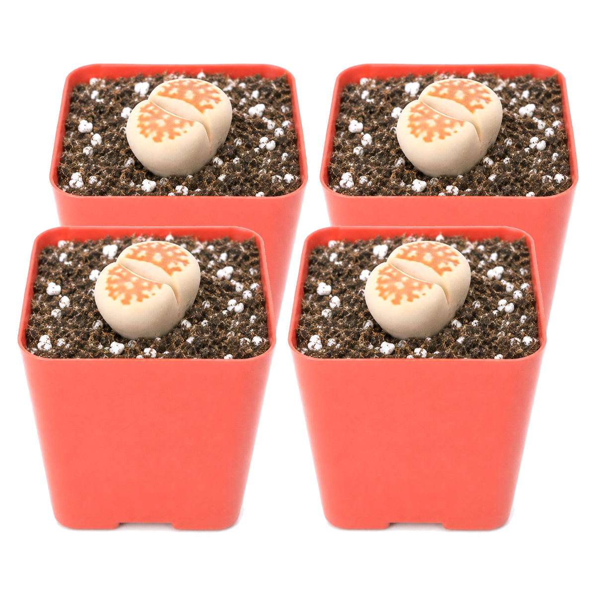 Lithops 4-pack live plants for sale. These fascinating succulents resemble small stones with patterned, split leaves in natural tones. Easy to grow, they prefer bright light, excellent drainage, and very little watering.