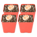 Buy an 8-pack of Lithops live plants online. Each living stone features unique markings and earthy colors for a natural, sculptural look. Easy to care for, they thrive in bright light, gritty well-draining soil, and minimal watering.