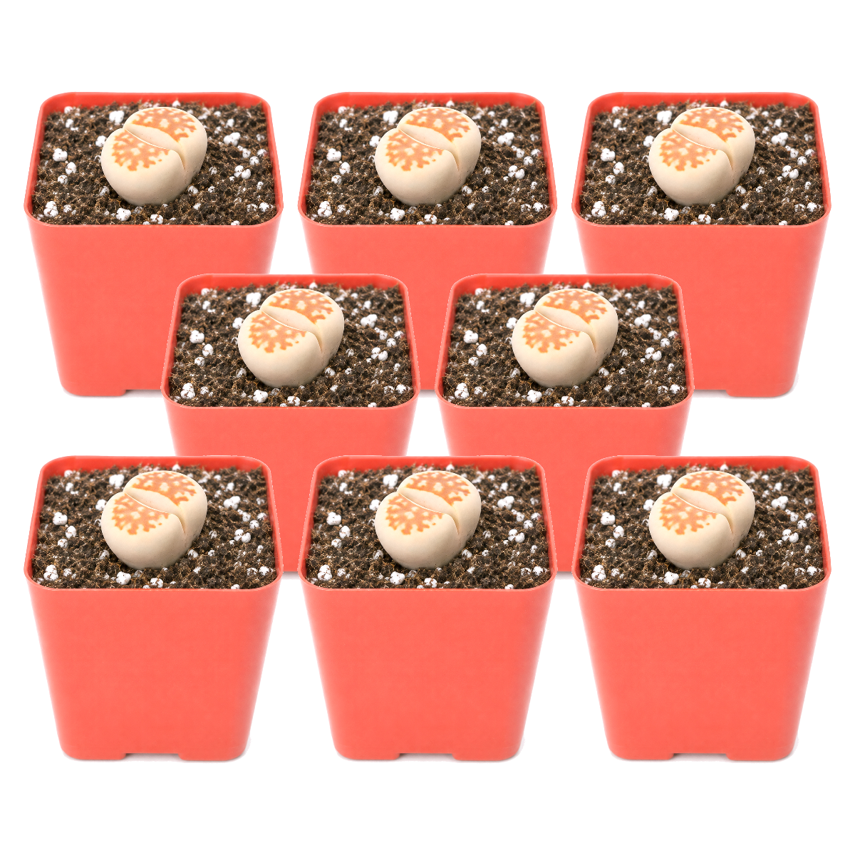 Buy an 8-pack of Lithops live plants online. Each living stone features unique markings and earthy colors for a natural, sculptural look. Easy to care for, they thrive in bright light, gritty well-draining soil, and minimal watering.