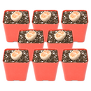 Buy an 8-pack of Lithops live plants online. Each living stone features unique markings and earthy colors for a natural, sculptural look. Easy to care for, they thrive in bright light, gritty well-draining soil, and minimal watering.