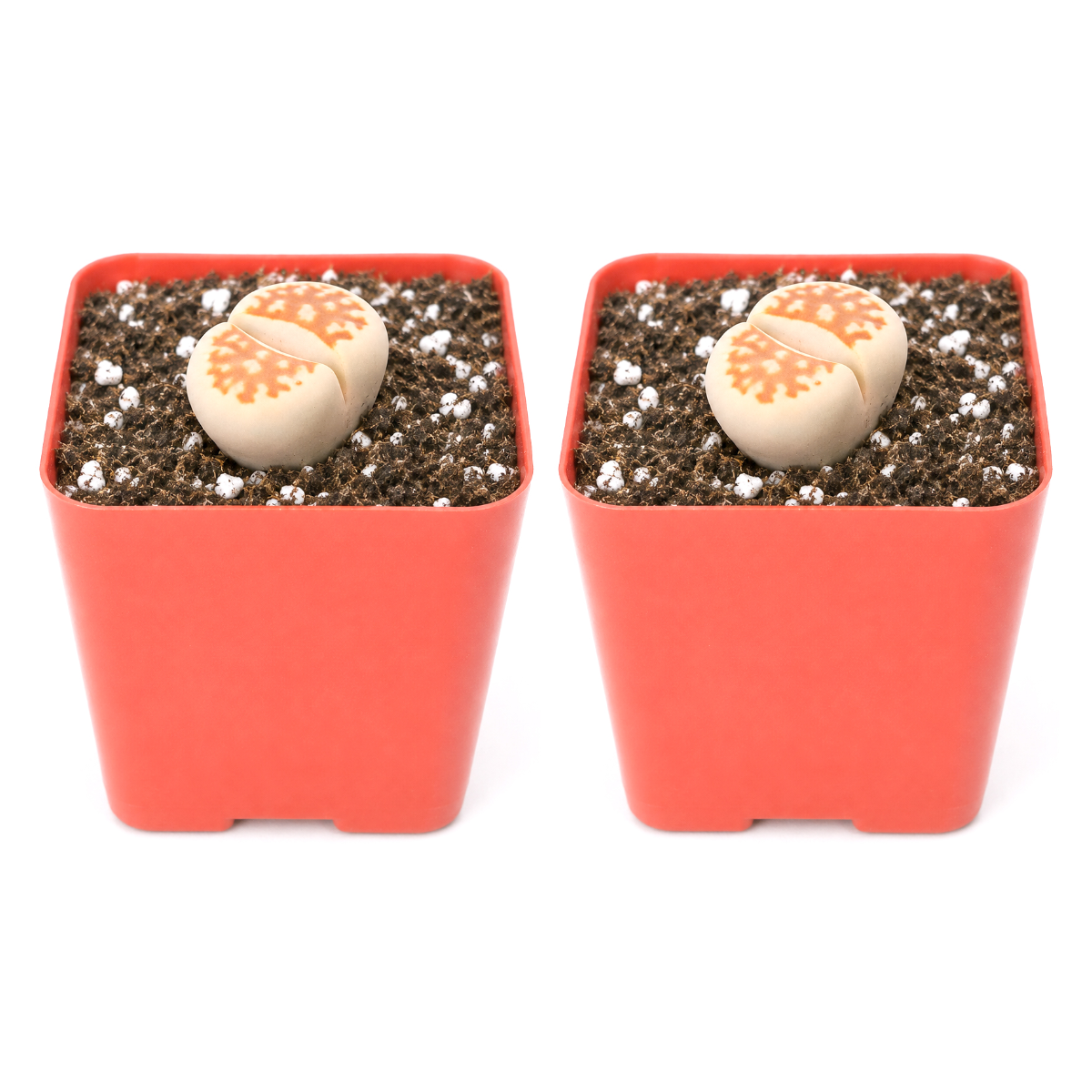 Buy Lithops 2-pack live plants online. These unique living stones feature plump, rounded leaves with natural patterns and earthy colors. Easy to care for, they thrive in bright light, well-draining soil, and minimal watering.