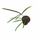 Hoya Insularis with long, needle-like dark green leaves, Unique plant to grow at home, Needle foliage Hoya variety