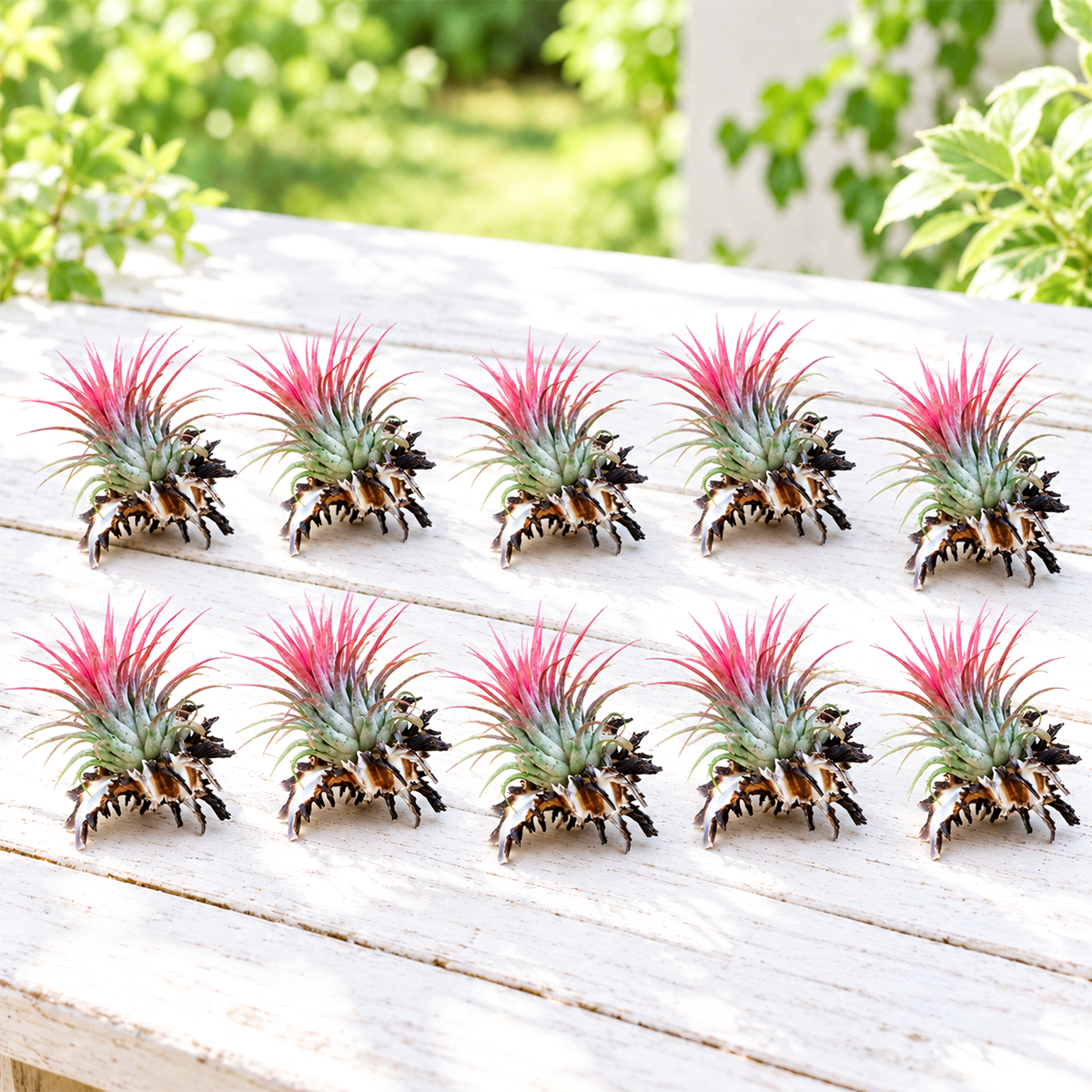 overhead view of ten arranged longspine murex seashells in warm cream and tan tones, each nestled with an assorted living tillandsia air plant in varying shades of green, displayed on a neutral white surface