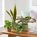buy low light bundle live houseplant 3" bundle online, mixed shade-tolerant foliage in deep forest green, upright and trailing growth forms, low maintenance and air purifying, resilient tropical leaves, styled as a modern apartment green oasis, makes a thoughtful housewarming gift