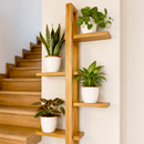 buy low light bundle live houseplant 3" bundle online, mixed shade-tolerant foliage in deep forest green, upright and trailing growth forms, low maintenance and air purifying, resilient tropical leaves, styled as a modern apartment green oasis, makes a thoughtful housewarming gift