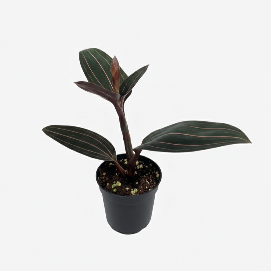 Shop the Ludisia discolor Jewel Orchid online, A beautiful, low-light, low-maintenance terrestrial orchid