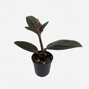 A beautiful, low-light, low-maintenance terrestrial orchid, Buy Ludisia Discolor (Black Orchid) 4-inch grower pot online, Orchid Prized for Veined Leaves
